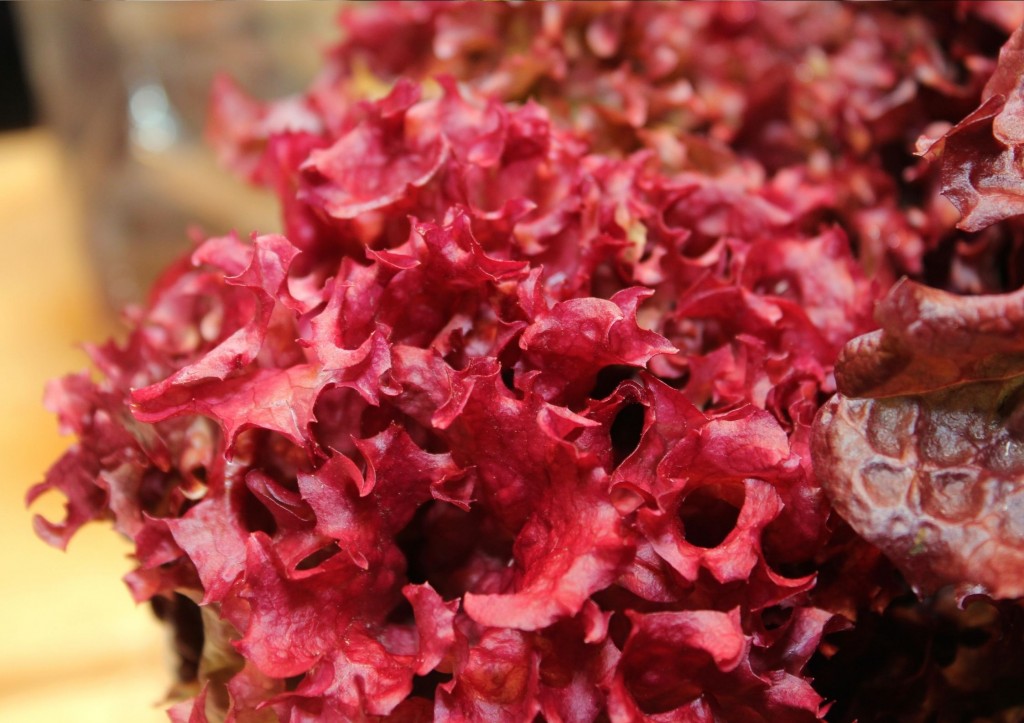 Lettuce Lollo Rosso (Red Leaf)